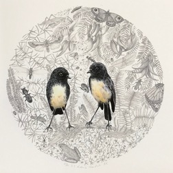 South island robins