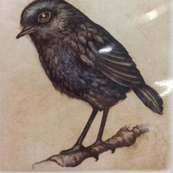 Black robin